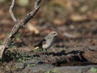 A very close-up shot of a black redstart female (Phoenicurus ochruros) in winter plumage on a branch and on the ground near the drinking bowl.