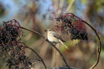 A female red-breasted flycatcher (Ficedula parva) sits in an elderberry bush in soft morning light. Close-up photo and identification marks in winter plumage