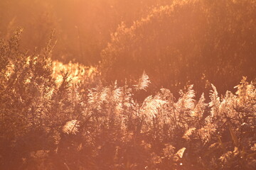 reeds in the sun