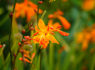 close up of a golden Crocosmia aurea, also know as falling stars, Valentine flower or montbretia, family Iridaceae