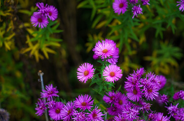 close up of blooming New England asters (Symphyotrichum novae-angliae) also known as the Michaelmas daisy