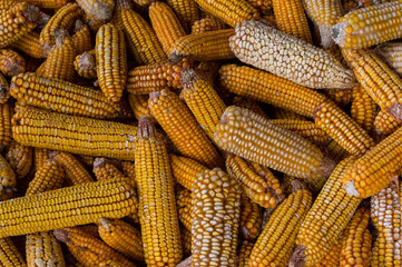 Fototapeta na wymiar Dried corn background. Maize after harvest. Corn cobs for animal feeding