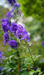 close up of Monks Hood (Aconitum napellus)