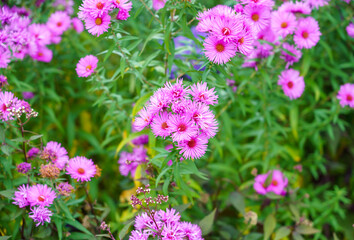 close up of blooming New England asters (Symphyotrichum novae-angliae) also know as the Michaelmas daisy