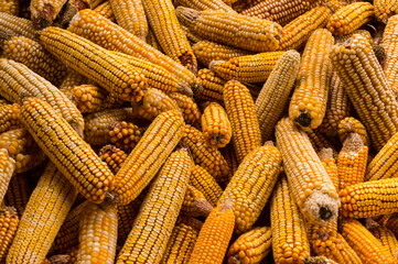 Corn cobs background. Pile of harvested corn