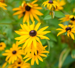 close up of beautiful bright yellow Black-eyed Susan (Rudbeckia hirta), North American coneflowers