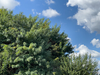 trees in the blue sky
