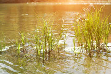 Green fresh grass in the water. River bank