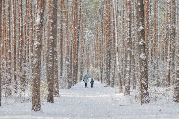 A pair of people walking in a Coniferous forest on snowy day