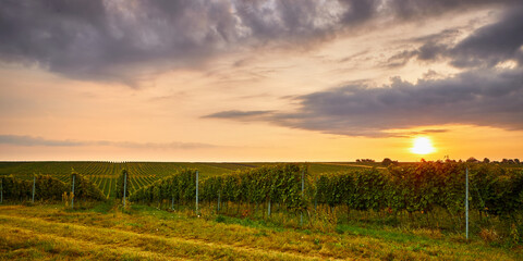 Fototapeta na wymiar Panoramic view of the vineyard at sunset