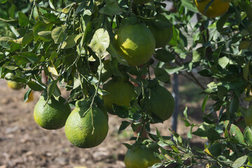 Tangerine grove full of unripe tangerine hanging on a tree.