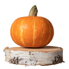 A yellow pumpkin lies on a torn off birch plank. Autumn harvest. Isolated on white background. Close-up.