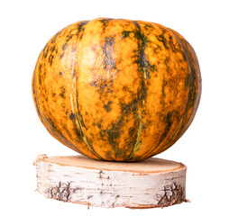 A multi-colored pumpkin lies on a cut birch plank. A yellow pumpkin lies on a torn off birch plank. Autumn harvest. Isolated on white background. Close-up.