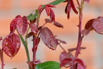 Raindrops lit by the sun on the leaves of a rose bush.