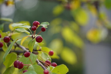 ナナカマド、赤い実