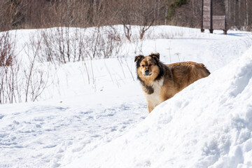 A lonely yard dog stands in the snow in winter. The old dog looks sad. Caring for homeless animals concept