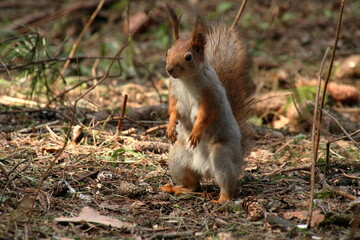 Naklejka na ściany i meble Squirrels are curious and cautious animals. Excellent climbers and seekers of nuts and seeds.
