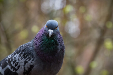 Angry pigeon. Dove is the bird of peace.