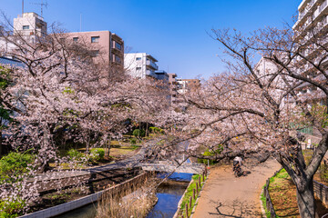 桜咲く大横川親水公園の風景（2021年3月）