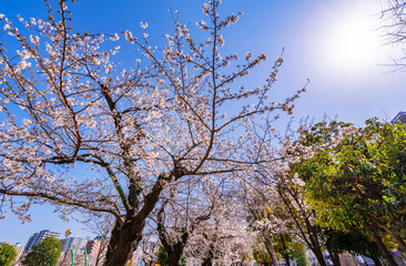 桜が満開の錦糸公園の風景（2021年3月）
