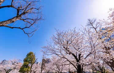 桜が満開の錦糸公園の風景（2021年3月）