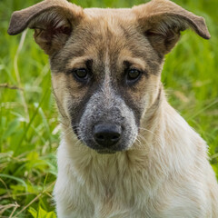 Portrait of a sad dog waiting for its owner.