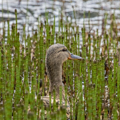The duck disguises itself in the grass. Observation birds.