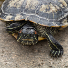 Obraz premium pond slider (Pseudemys scripta), pond terrapin (Pseudemys scripta), red-eared terrapin (Pseudemys scripta), slider turtle (Pseudemys scripta troostii)