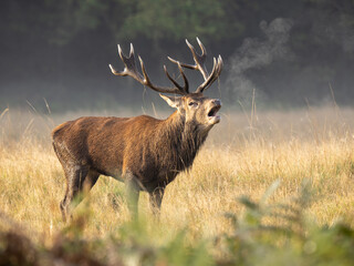 Red Deer Stag Bellowing at Dawn