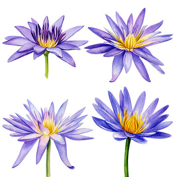 Violet lotus watercolor illustration isolated on white background. Hand painted lotus flower. Botany illustration.