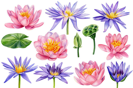 Set of pink and purple lotus flower, watercolor illustration, hand drawing, wedding flora