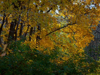 Golden autumn in October in the Moscow Park