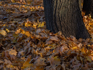 Golden autumn in October in the Moscow Park