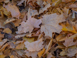 Golden autumn in October in the Moscow Park