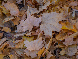 Golden autumn in October in the Moscow Park
