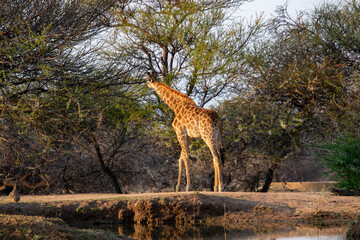 Giraffe highlighted in soft morning light forage on the leaves of thorn trees in a typical African scene