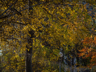 Obraz premium Golden autumn in October in the Moscow Park