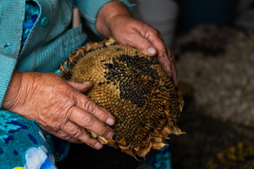 Hand holding a pile of sunflower seeds
