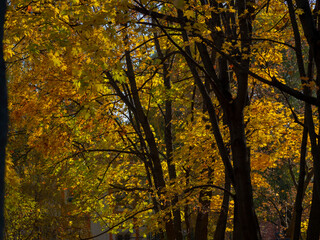 Fototapeta na wymiar Golden autumn in October in the Moscow Park