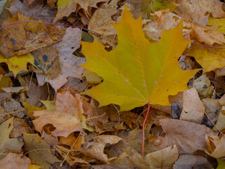 Golden autumn in October in the Moscow Park