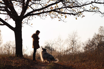 Naklejka na ściany i meble Blue merle Rough Collie stands in front of a girl in a yellow autumn park at sunset