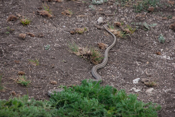 snake reptile in the wild, poisonous dangerous animal, wildlife