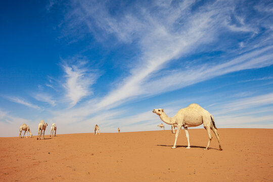 Caravan of camels in the desert, Saudi Arabia