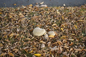 Calvatia craniiformis, family Agaricaceae.