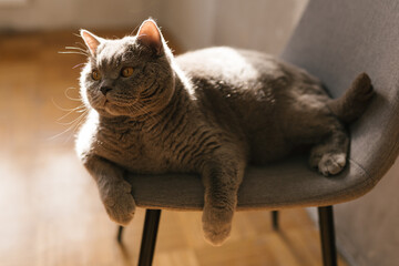 British Cat Lying on Chair in Sun, Cozy Cat taking Sun Bath. Cute Cat Resting