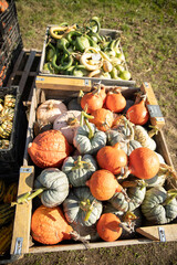 Potager de courge automne