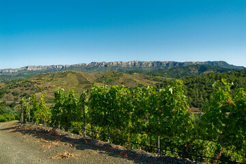 Fototapeta premium Viñedos de la Bodega Mas Perinet. integrada en Montsant, que es una denominación de origen establecida en 2002 