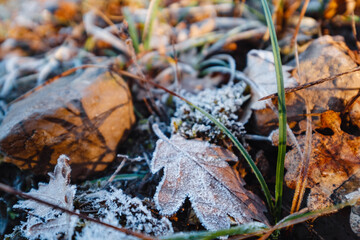 autumn leaves and grass in ice . first frost, dry leaf close-up. November, cold weather, onset of...