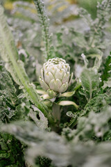 Globe Artichoke bud on bush