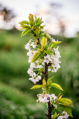 Cherry blossom's on chery tree at sunset